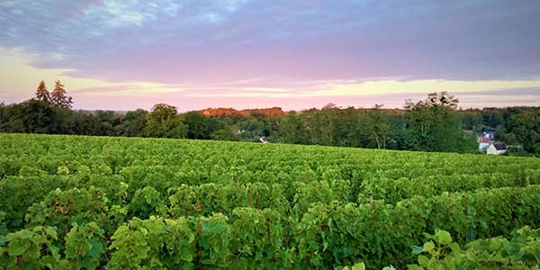 Vins Vallé de la Loire